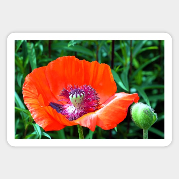 Red Poppy Sticker by JohnDalkin